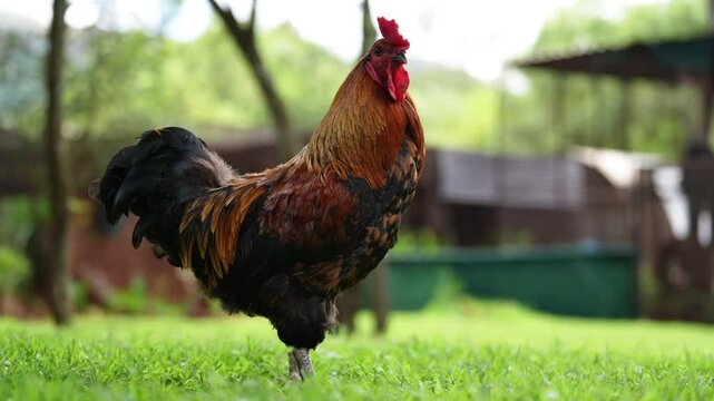 Vibrant cockerel chicken with stunning plumage strutting confidently in its natural surroundings. Captured in 4K high resolution, showcasing the beauty of farm animals.