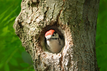 Great spotted woodpecker juvenile sitting in a tree hole in spring