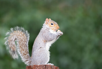 Grey squirrel holding hazelnut on a tree stump
