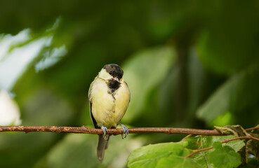 Great tit juvenile perching on a tree branch against colourful background