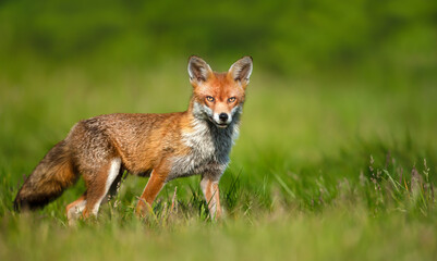 Portrait of a red fox standing in a meadow