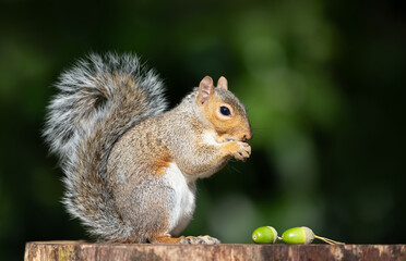 Portrait of a grey squirrel eating acorns on a tree stump in autumn