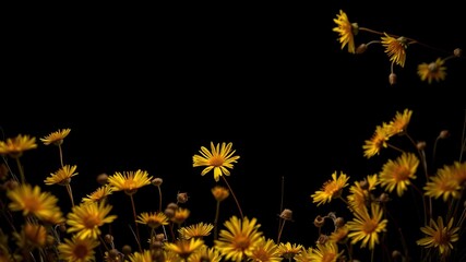 Golden Flower Frame - Dark Background Art