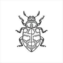 Beetle hand drawn illustration artwork