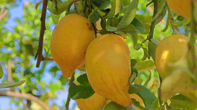 yellow lemons hanging on branch