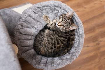 Cute cat lying on the sofa. cat relaxing at home