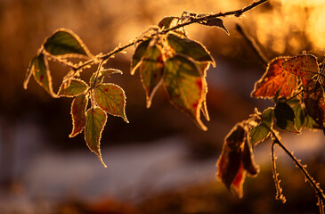 Liście, zima, przymrozek, szron. © mycatherina