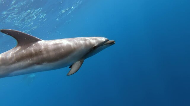 Graceful dolphins glide effortlessly through clear blue ocean, showcasing their playful nature. Sun filters down, illuminating their sleek bodies as they dance and dive in their underwater world.
