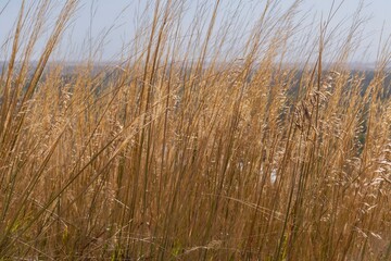 Obraz premium Beautiful landscape with a long dry grass on the sunrise