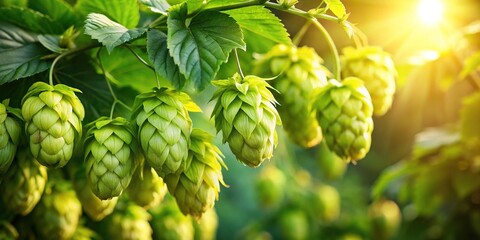 Fototapeta premium Sun-Drenched Hop Vines - Lush Garden Scene