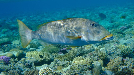 Fototapeta premium Yellowlip emperor (Lethrinus xanthochilus) undersea, Red Sea, Egypt, Sharm El Sheikh, Montazah Bay