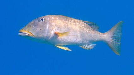 Yellowlip emperor (Lethrinus xanthochilus) undersea, Red Sea, Egypt, Sharm El Sheikh, Montazah Bay