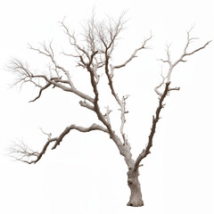 Tall Leafless Tree With Branches Against a White Background