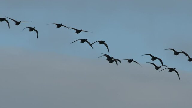 Brent Goose, Branta bernicla - birds in flight overwinter marshes, Devon, England