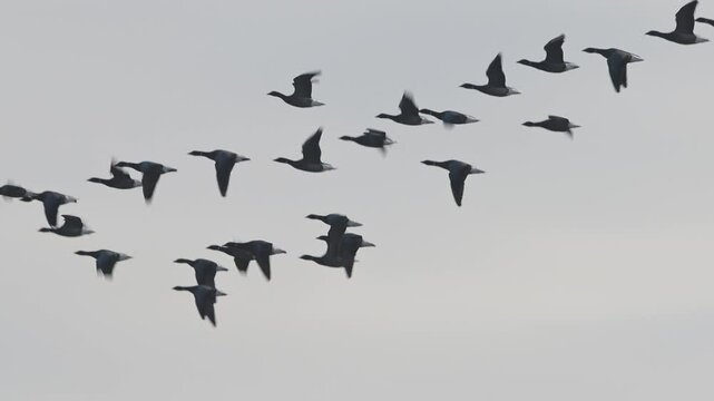 Brent Goose, Branta bernicla - birds in flight overwinter marshes, Devon, England
