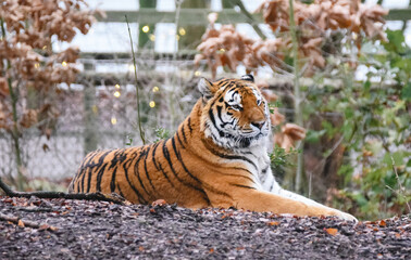 Siberian tiger 