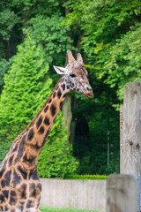 portrait of a giraffe head with big years and a funny look. Close-up portrait of a beautiful giraffe in front of a lush green bokeh background. High quality photo