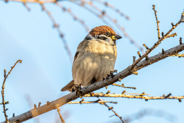 Fototapeta premium Eurasian tree sparrow