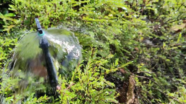Watering the grass./The spray nozzle is working. The water is released to water the plants.