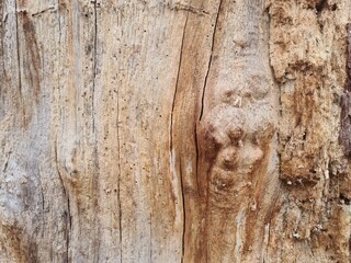 minimalistic background design - close up photography of tree bark