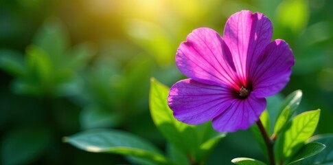 Fototapeta premium Deep purple flower, lush green leaves, sunlight, image, violet