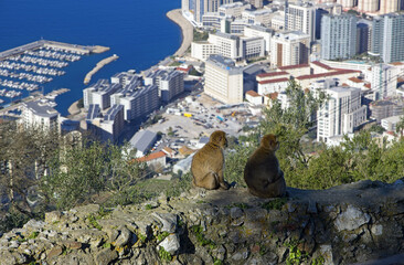 Barbary Macaques on rock overlooking city and harbour