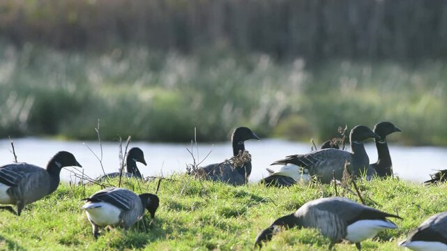 Brent Goose, Branta bernicla - birds on marshes, Devon, England