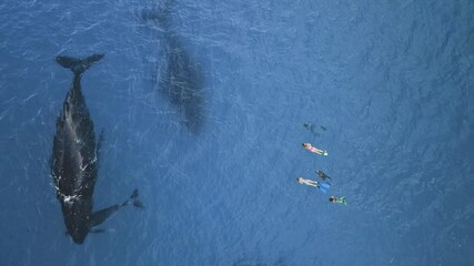 In an unforgettable ocean encounter, a majestic mother humpback whale glides through the deep blue with her playful calf, while snorkelers marvel at this natural spectacle in the crystal-clear waters.