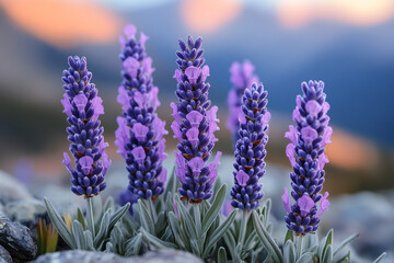 Fototapeta premium Lavender Blossoms at Sunset Mountain Landscape