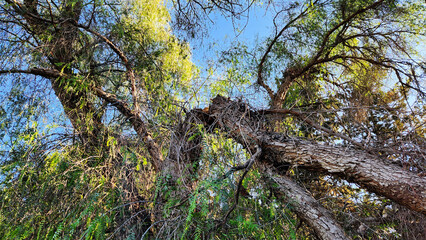 An old Peruvian pepper tree (Schinus molle) with a broken trunk, likely due to age-related decay.