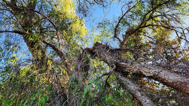 An old Peruvian pepper tree (Schinus molle) with a broken trunk, likely due to age-related decay.