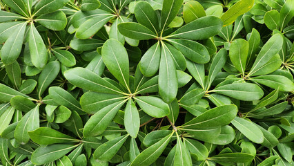 Australian laurel,Japanese pittosporum, mock orange or Japanese cheesewood (Pittosporum tobira) as a green nature background for design works