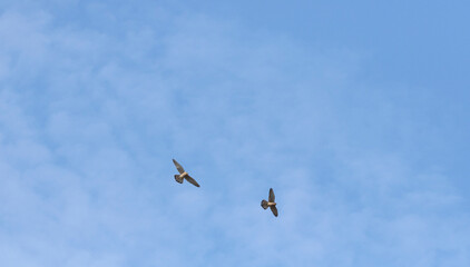 Two common kestrel (Falco tinnunculus) during flight in blue sky