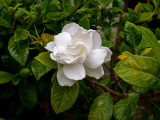 Gardenia white flower and lush green foliage