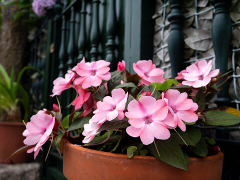 Pale pink impatiens flowering plants in the pot garden