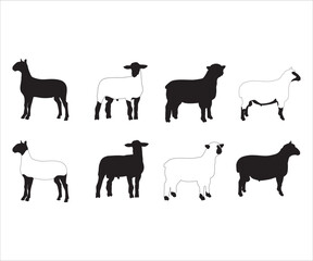 Show Sheep svg, Show Lamb SVG, Show Sheep Outline, Show Animal PNG, Show Sheep Monogram, Market Lamb Silhouette, Livestock Show svg