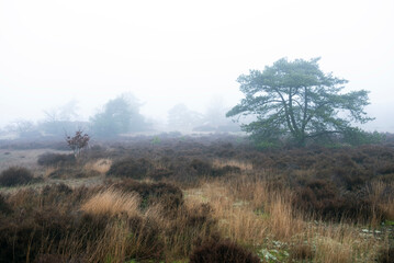 landscape of nature park Den Treek near Amersfoort in the netherlands during mist