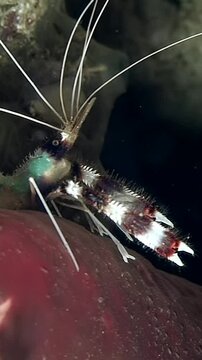 Watch as boxer shrimp Stenopus hispidus showcases its fascinating behaviors in vibrant coral reef ecosystem. This crustacean exhibits its striking appearance and interactions in natural surroundings.