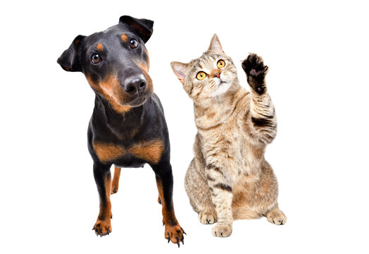 Curious dog of breed Jagdterrier and cat Scottish Straight isolated on white background