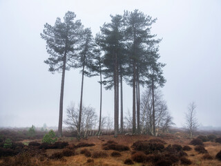 Obraz premium landscape of nature park Den Treek near Amersfoort in the netherlands during mist