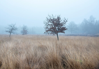 landscape of nature park Den Treek near Amersfoort in the netherlands during mist