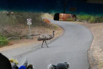 Tower Hill, along the Great Ocean Road, is an extinct volcanic crater with wildlife like koalas,...
