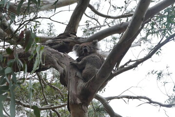 Tower Hill, along the Great Ocean Road, is an extinct volcanic crater with wildlife like koalas, kangaroos, and emus. It offers scenic walks, stunning views, and a unique nature reserve.