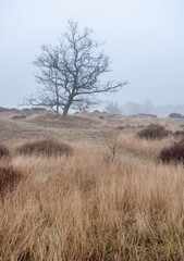 landscape of nature park Den Treek near Amersfoort in the netherlands during mist