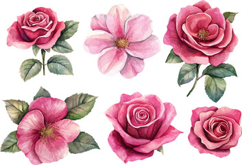 Naklejka premium set of pink roses