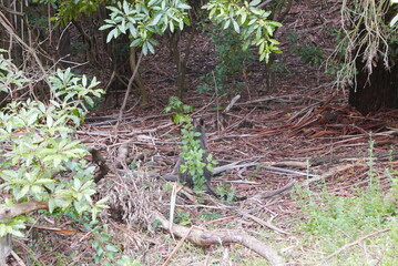 Tower Hill, along the Great Ocean Road, is an extinct volcanic crater with wildlife like koalas, kangaroos, and emus. It offers scenic walks, stunning views, and a unique nature reserve.