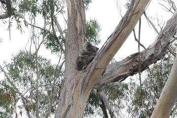 Tower Hill, along the Great Ocean Road, is an extinct volcanic crater with wildlife like koalas, kangaroos, and emus. It offers scenic walks, stunning views, and a unique nature reserve.