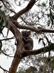 Tower Hill, along the Great Ocean Road, is an extinct volcanic crater with wildlife like koalas, kangaroos, and emus. It offers scenic walks, stunning views, and a unique nature reserve.