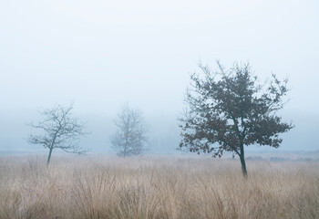 landscape of nature park Den Treek near Amersfoort in the netherlands during mist