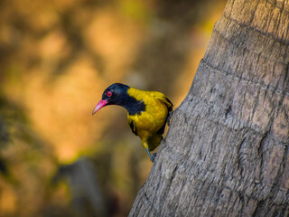 Black-hooded Oriole on Patrol
